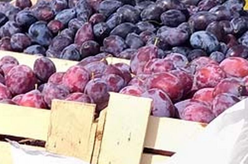 В Зауралье Россельхознадзор уничтожил почти двести килограммов слив