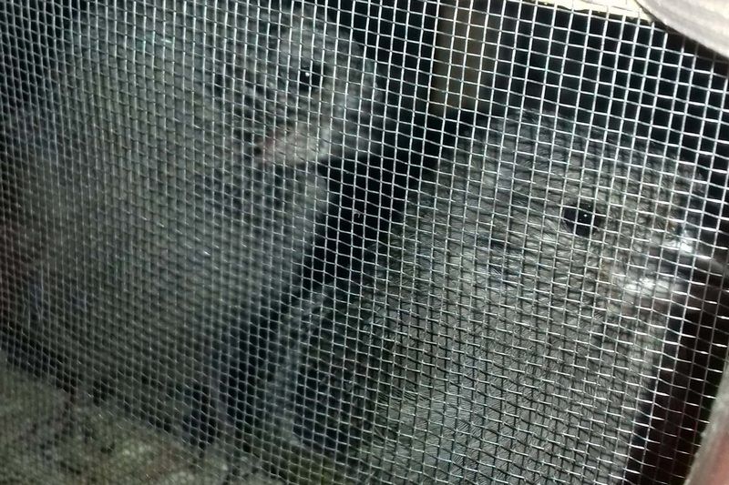 В Зауралье задержали более сотни канареек без документов