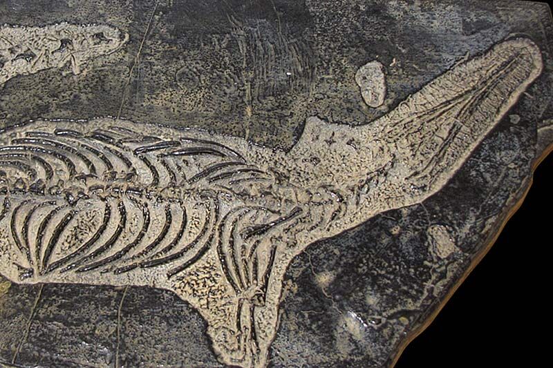 Курганцам покажут результаты раскопок археологического памятника «Городище Усть-Утяк-1»