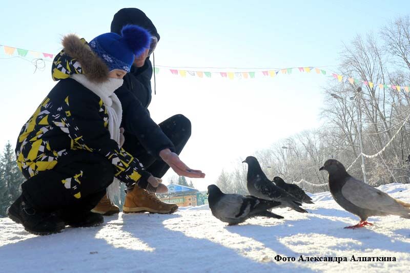 Кстати, о птичках: какие пернатые живут в Кургане рядом с нами