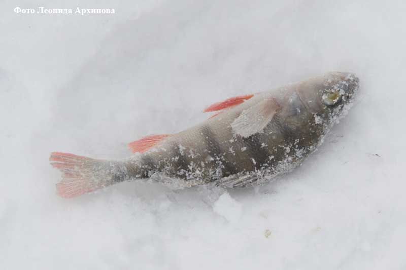 В Тюменской области три человека госпитализированы с подозрением на гаффскую болезнь