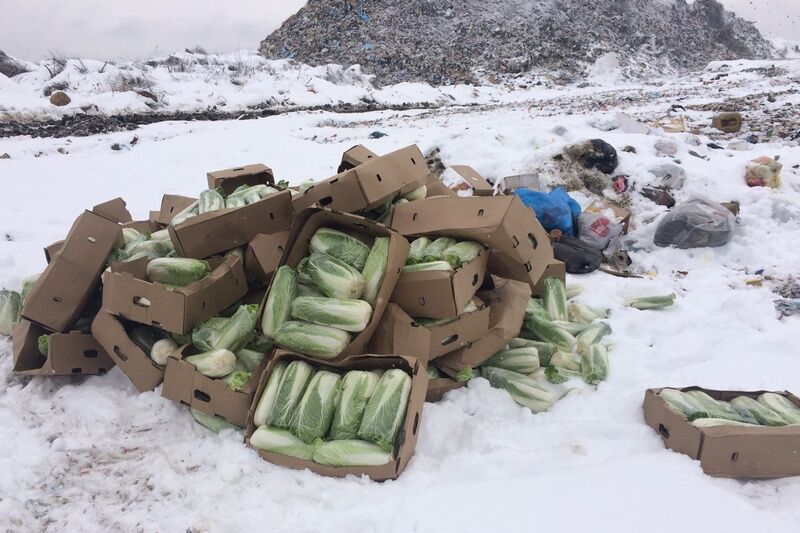 В Курганской области уничтожили почти тонну пекинской капусты