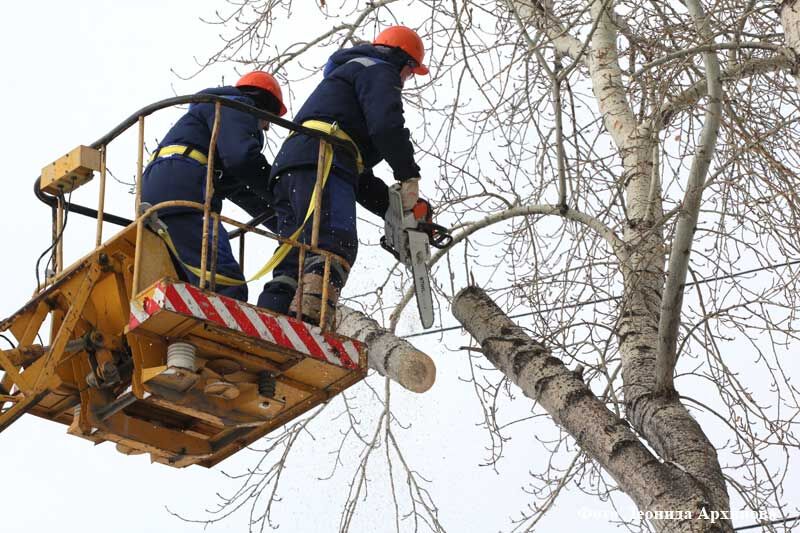 В Кургане началась работа по обрезке и сносу деревьев на территориях школ