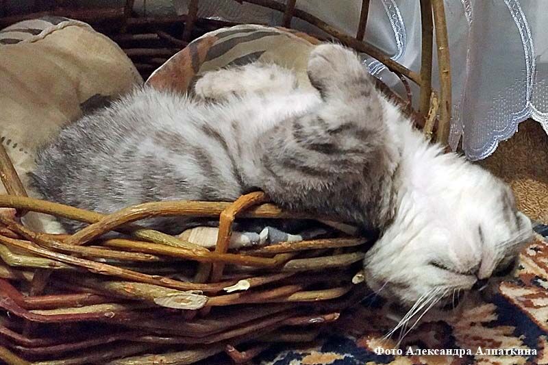 Сегодня – Всемирный день домашних животных