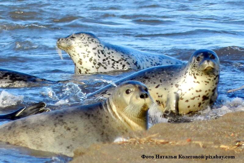 25 мая на берегах Байкала отмечают один из самых трогательных экологических праздников – День Нерпёнка