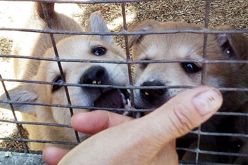 Моё собачье дело