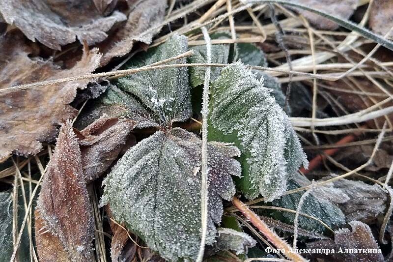 В Курганской области продлили штормовое предупреждение из-за заморозков