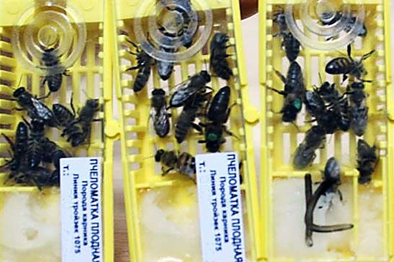 В какой посылке у меня жужжит?