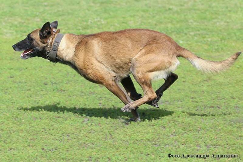 Собаки специального назначения