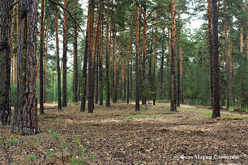 В Курганской области погиб лесоруб