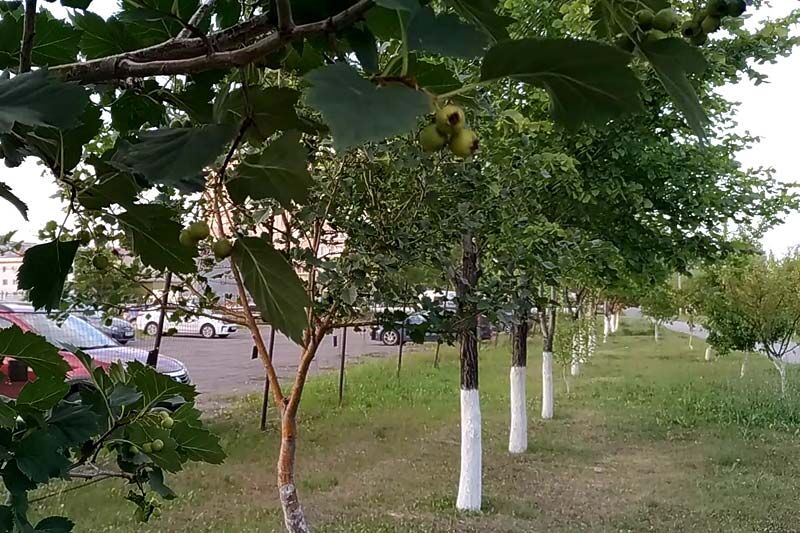 В Кургане создадут «Зеленый каркас»