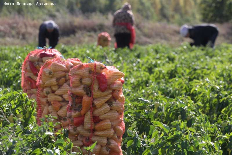 Семья Басалаевых радует Курган овощами