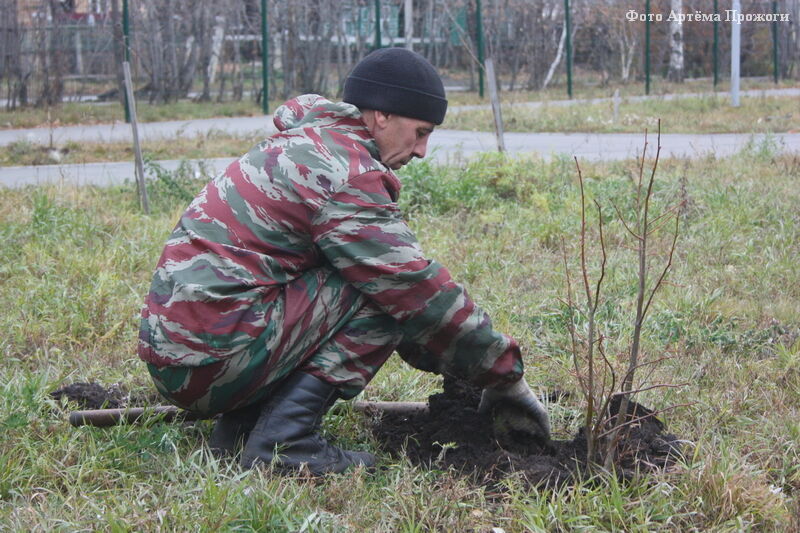 В Кургане в этом году высадили три тысячи деревьев