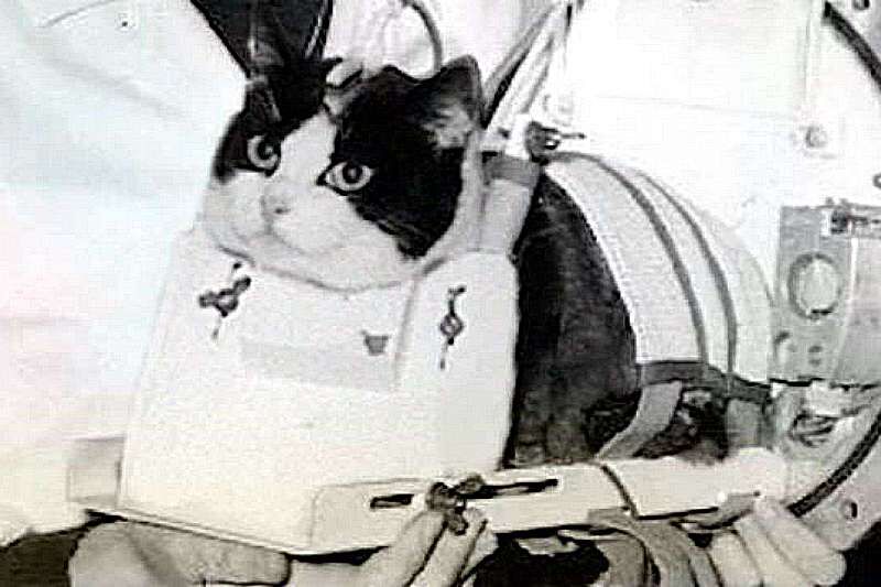 18 октября 1963 года впервые в космос полетела кошка Фелисетт