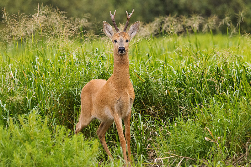 В Зауралье охотники смогут добыть более 19 тысяч косуль