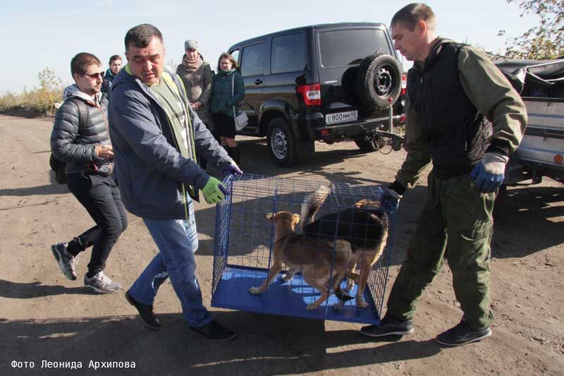 В Кургане бездомных животных чипируют и отпускают на волю