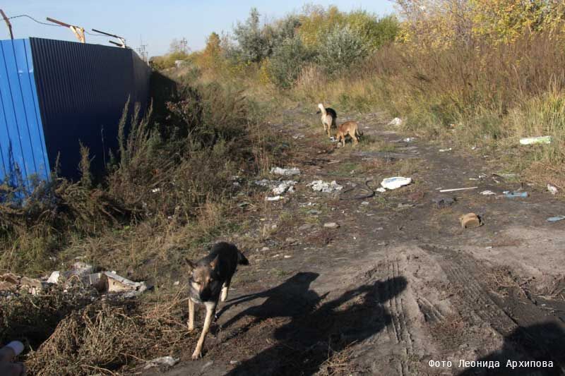 Как в Кургане решить проблему с бездомными животными?