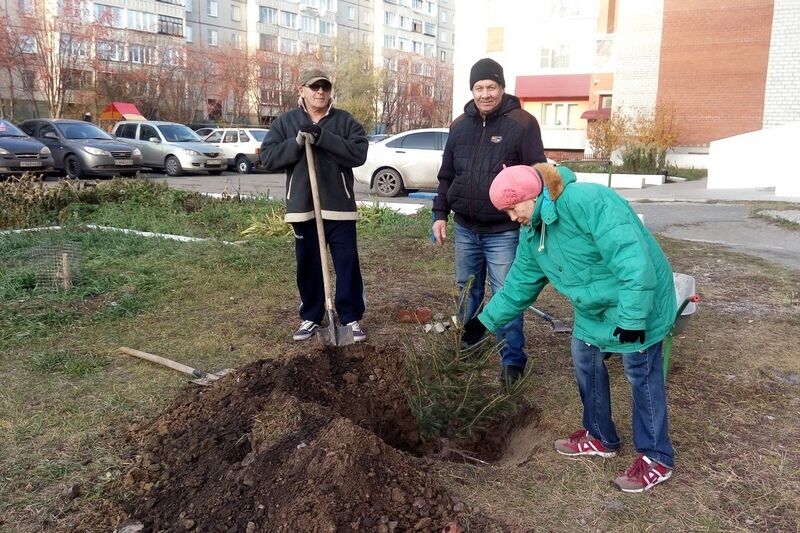 В Кургане в микрорайоне Заозерный высадили ели