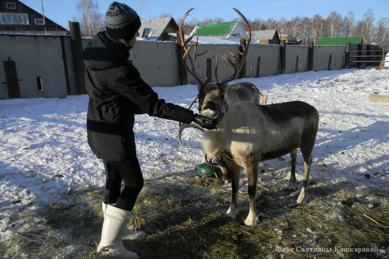 В Кургане северный олень сбросил рога: они тут же перешли в собственность краеведческого музея