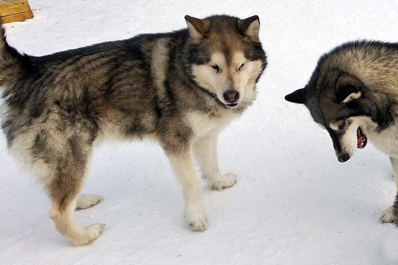 Сообщение о волках возле курганской школы не подтвердилось
