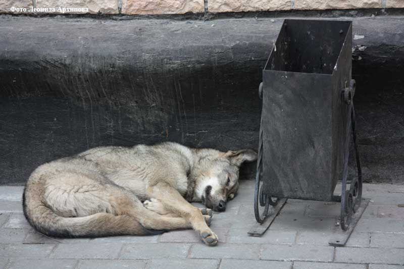 Зоозащитники и представители власти в Кургане обсудили федеральный закон об ответственном обращении с животными