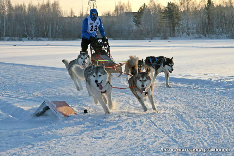 В Кургане пройдут состязания по ездовому спорту