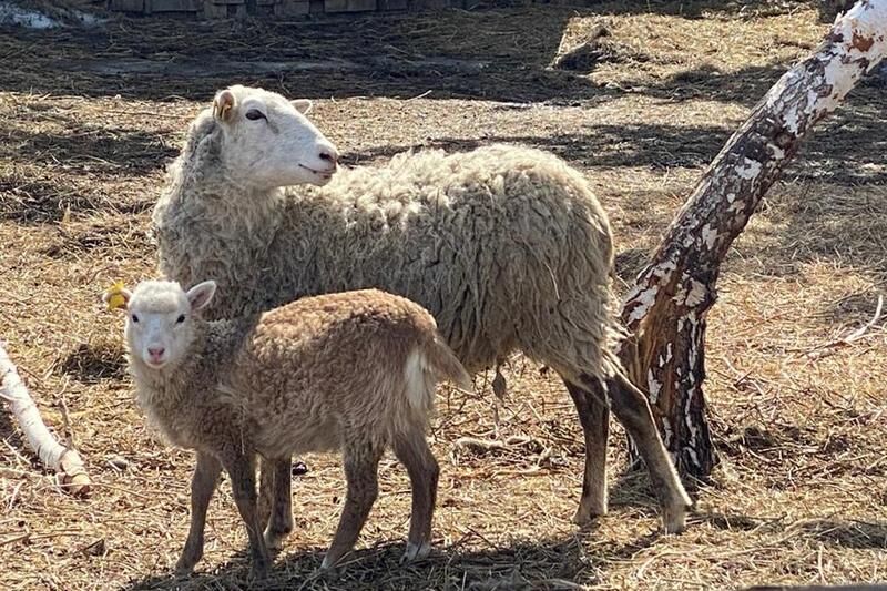 Фермерские хозяйства Курганской области в 2020 году получили субсидий на сумму более 560 млн рублей