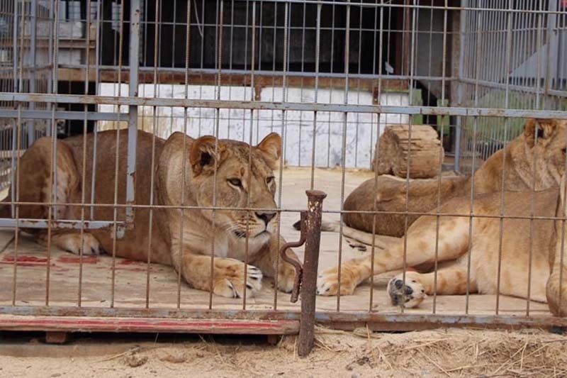 Губернатор Курганской области поручил помочь петербургскому цирку