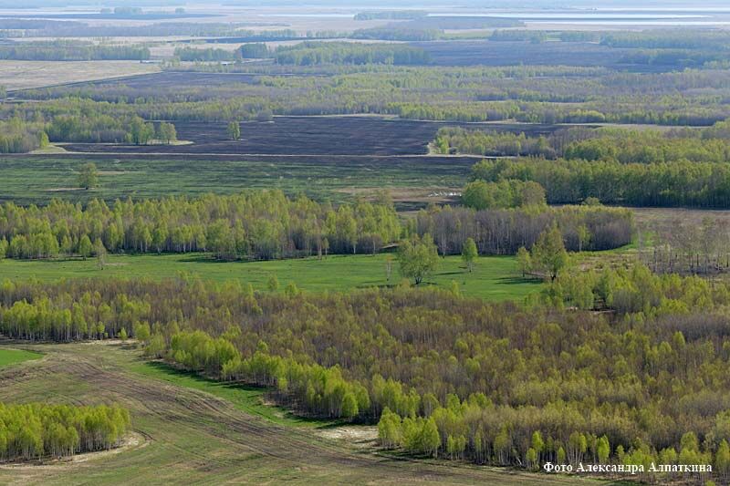 В Курганской области сняли запрет на посещение лесов