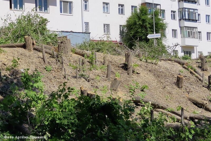 Вырубка деревьев в ЦПКиО не связана с реконструкцией парка