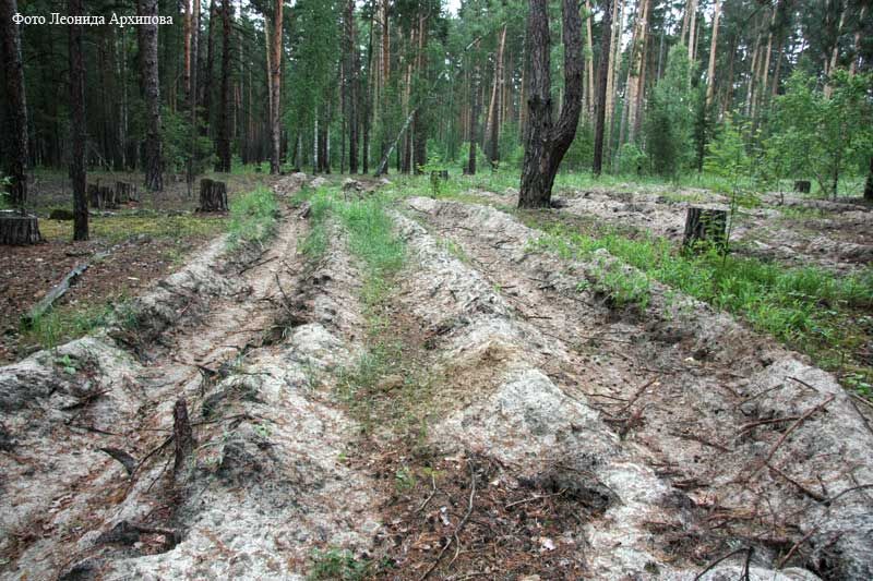 Экс-директор курганского лесопожарного центра сядет в тюрьму за получение взяток
