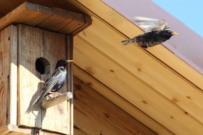 Чудо в перьях