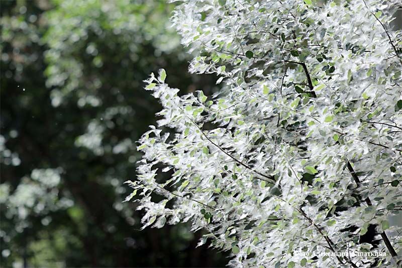 В Курганской области возросло число пожаров из-за тополиного пуха