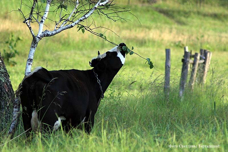 В Кургане грузовой поезд сбил корову