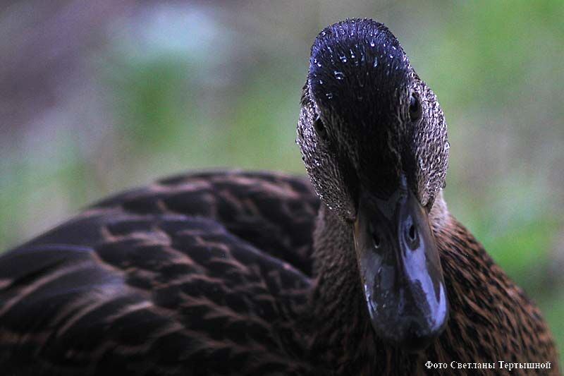 В Курганской области увеличилось поголовье птицы