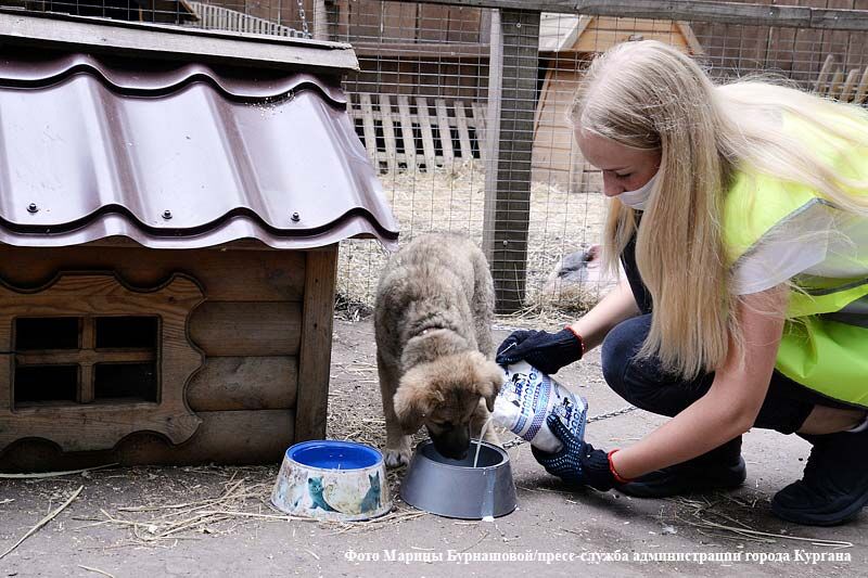 В Кургане пройдет благотворительный концерт в поддержку бездомных животных