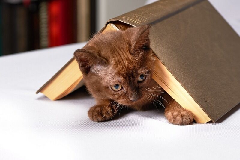 5 интересных книг про кошек