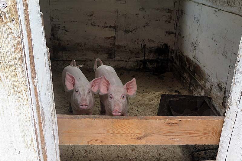 Под Курганом строят крупнейший в регионе свинокомплекс