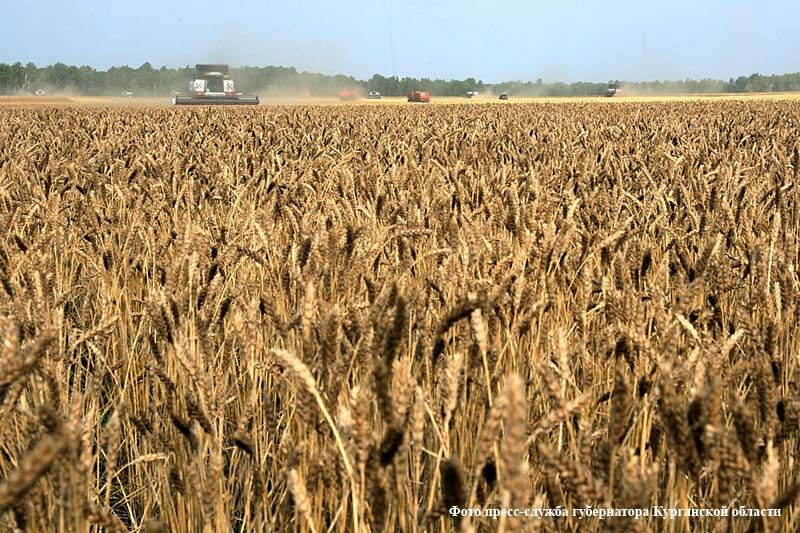 Зауралье — единственный из регионов УрФО выполнил задачу по экспорту сельхозпродукции