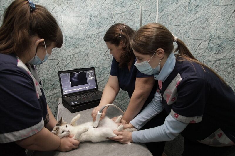 Всё, как у людей