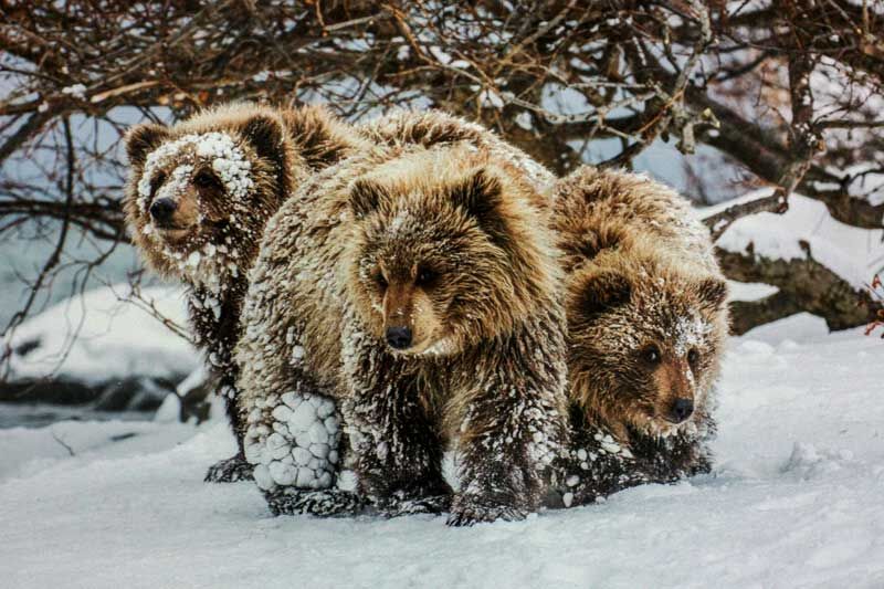 В Кургане открылась фотовыставка «Первозданная Россия»