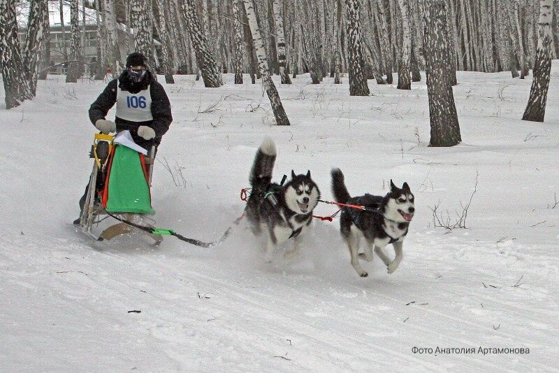 В Кургане впервые пройдут окружные гонки на собачьих упряжках