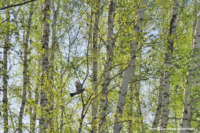 В Курганской области двенадцать человек заразились боррелиозом и еще двенадцать – энцефалитом