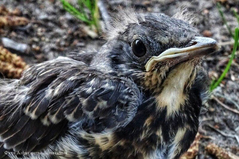 В Заозёрном пройдёт орнитологическая экскурсия