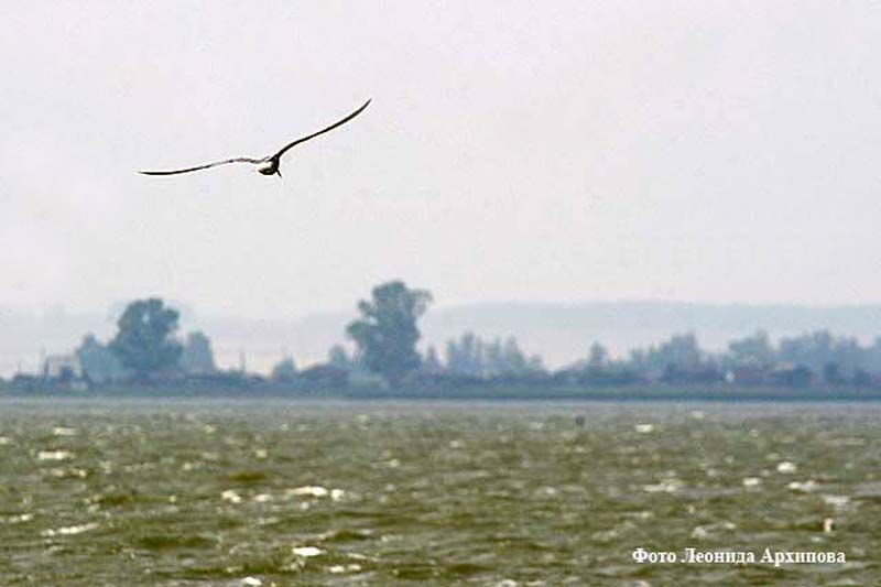 Немецких рыб накормят курганским гамарусом