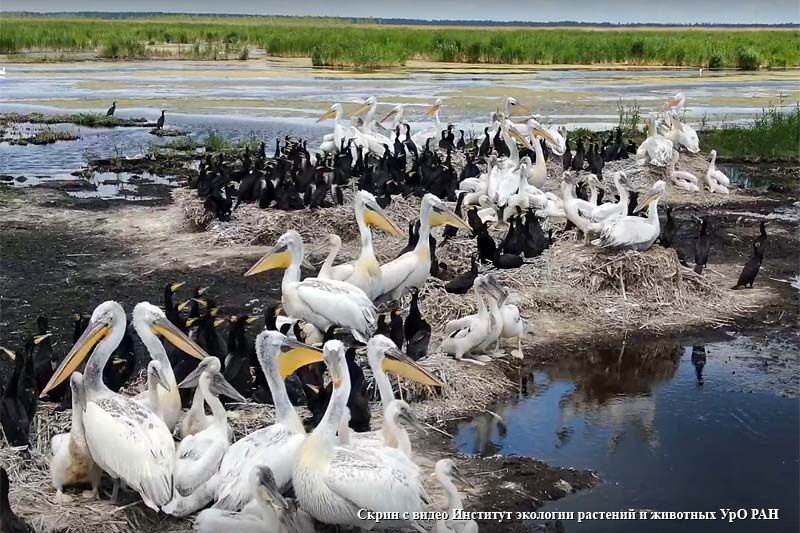 Выяснена причина массовой гибели пеликанов в Курганской и Тюменской областях