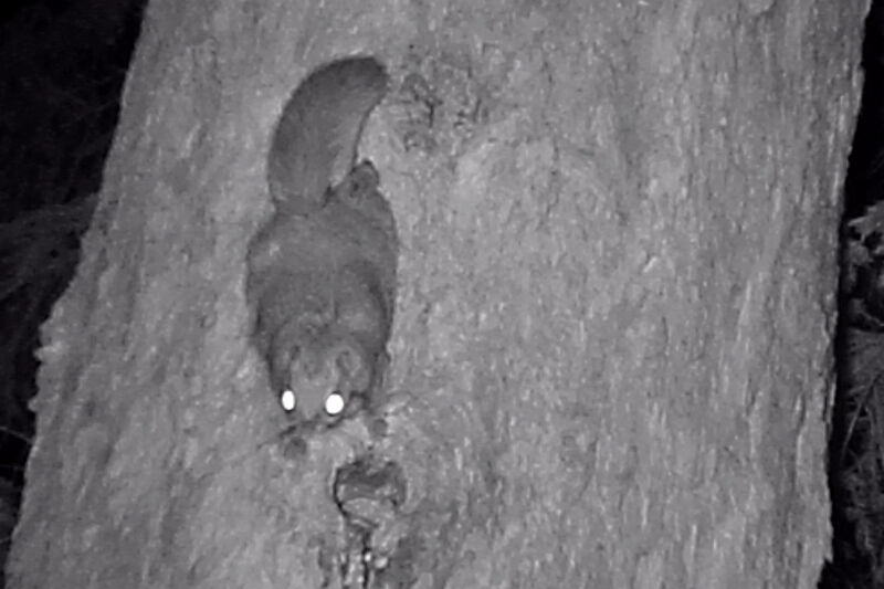 В Курганской области обнаружены летучие белки