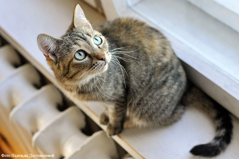 И никаких котиков: россияне составили портрет идеального арендатора