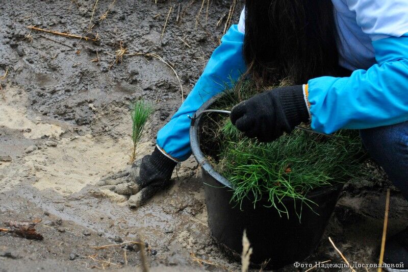 В Зауралье стали известны лидеры школьных лесничеств