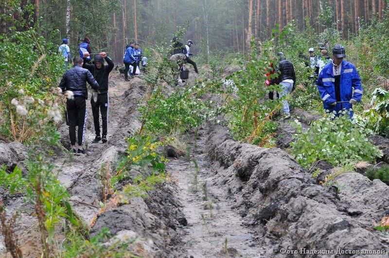 Зауральцев приглашают поучаствовать в акции по спасению лесов